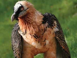 Eagle-Vulture